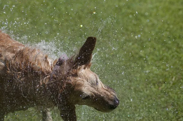 A brown dog with water on it in a garden under sunlight with a blurry background