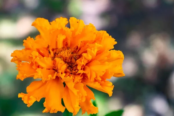 一个橙色的墨西哥玛丽戈尔德 在阳光下的花园里 背景模糊 — 图库照片