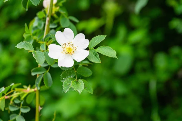 背景模糊的灌木上长着一朵美丽的白色玫瑰 这是一张精选的焦点照片 — 图库照片