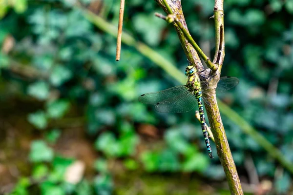 Selective Focus Shot Beautiful Dragonfly Sitting Branch Blurred Background — Stock Photo, Image