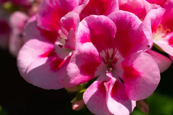 Closeup Pink Geraniums Garden Surrounded Greenery Flowers Sunlight — Stock Photo, Image