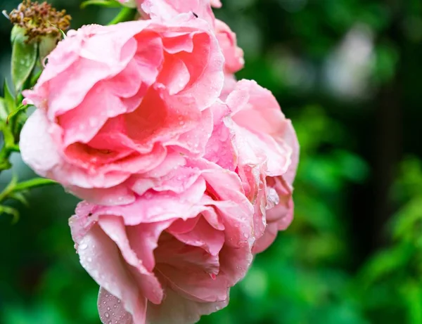 Selective Focus Shot Beautiful Pink Garden Roses Blurred Background — Stock Photo, Image