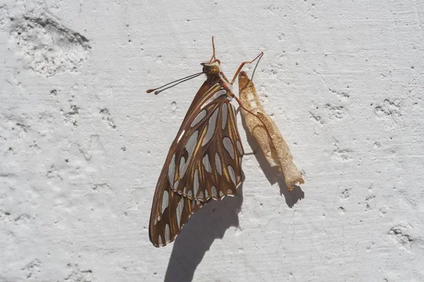 在阳光下坐在白墙上的一只褐色蝴蝶的特写 — 图库照片