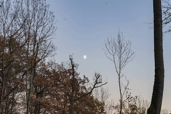 Die Kahlen Bäume Wald Und Der Helle Mond Himmel — Stockfoto