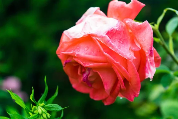 Una Messa Fuoco Selettiva Una Splendida Rosa Fiorita Ricoperta Luce — Foto Stock