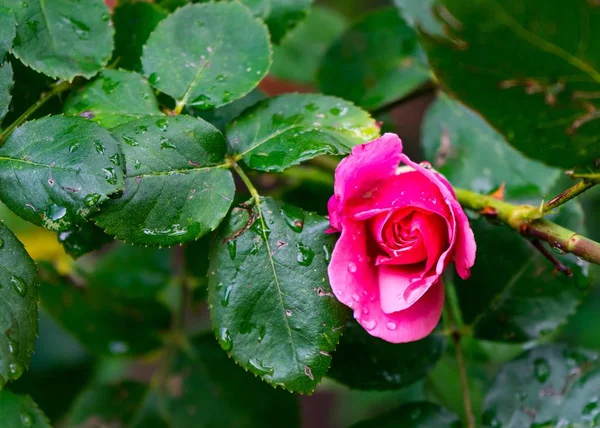 Selective Focus Shot Beautiful Pink Forest Rose Its Green Leaves — Stock Photo, Image