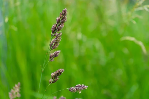 Selective Focus Shot Branch Sweet Grass Growing Field Blurred Green — Stock Photo, Image