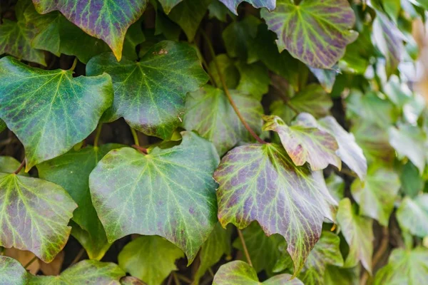 Een Close Van Prachtige Groene Bladeren Een Muur — Stockfoto