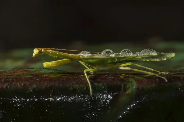 Selective Focus Shot Green Net Winged Insect Natural Environment — Stock Photo, Image