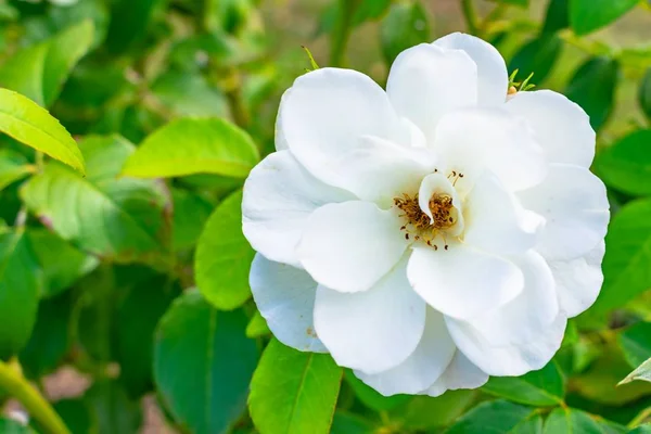 Beautiful Shot White Petaled Floribunda Flowers Blurred Background — Stock Photo, Image