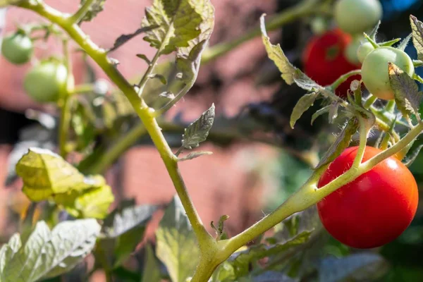 Primo Piano Cespugli Pomodoro Immersi Nel Verde Sotto Luce Del — Foto Stock