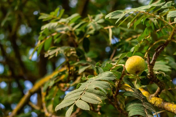 Ett Fruktträd Trädgård Solljuset Med Suddig Bakgrund — Stockfoto