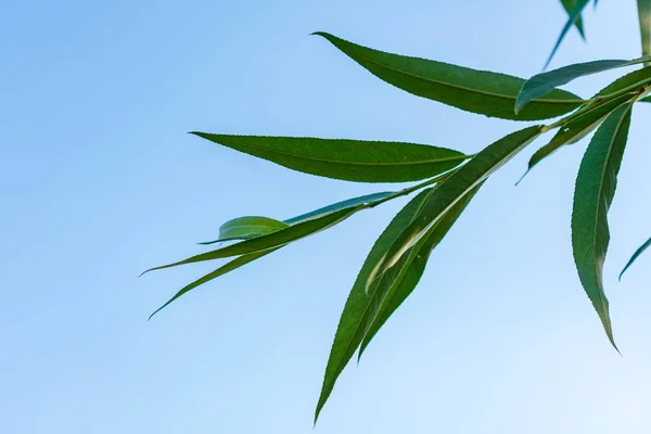 Closeup Long Green Leaves Sunlight Blue Sky Nice Picture Backgrounds — 스톡 사진