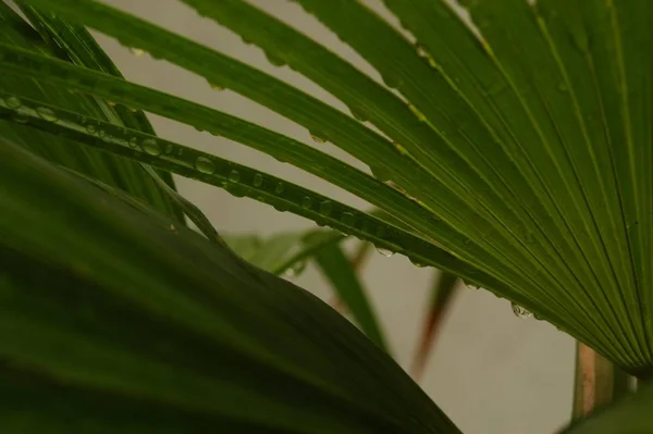 Closeup Saw Palmetto Water Drops Leaves Blurry Background — 스톡 사진