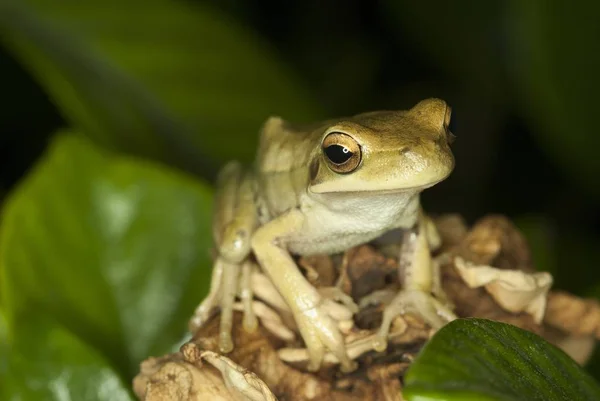 Selective Focus Shot Cute Frog Sitting Leaves Blurred Background — Stock Photo, Image