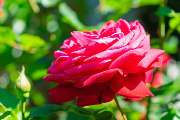 Enfoque Selectivo Una Hermosa Rosa Roja Florecida Jardín Con Fondo — Foto de Stock