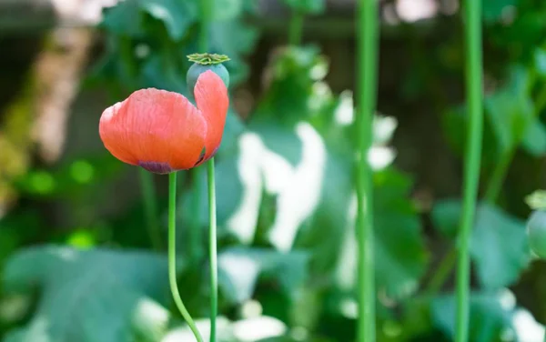 Вибірковий Фокус Маленької Макової Квітки Оточенні Розмитої Зелені — стокове фото
