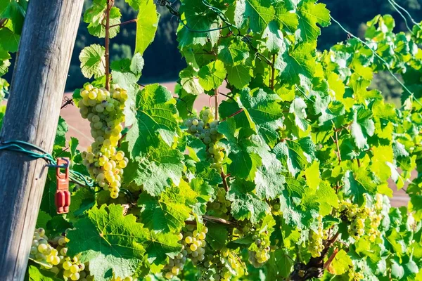 Uma Vinha Com Uvas Verdes Rodeada Por Folhas Sob Luz — Fotografia de Stock