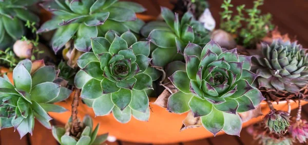 Tiro Ângulo Alto Das Rosas Mexicanas Brancas Exóticas Pote Flor — Fotografia de Stock