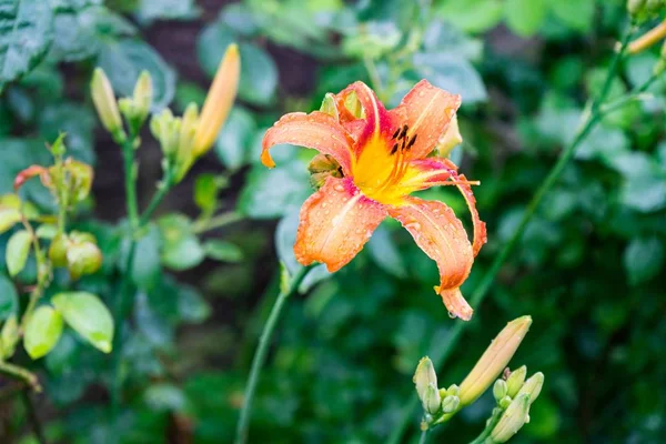 Nilüfer Çiçeğinin Seçici Odak Noktası Bulanık Yeşilliklerle Çevrili — Stok fotoğraf