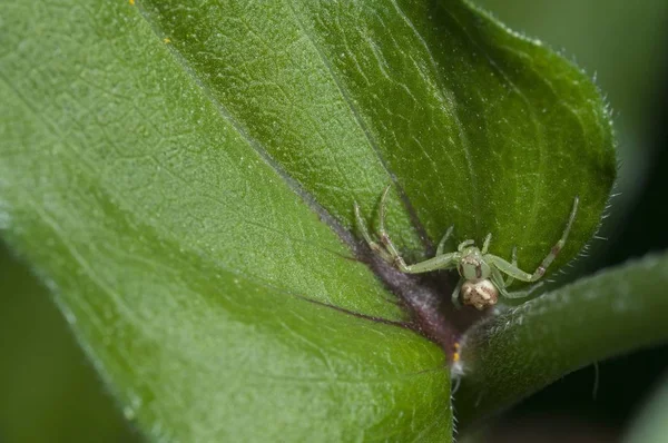 Egy Zöld Pók Közelsége Egy Homályos Hátterű Levélen — Stock Fotó