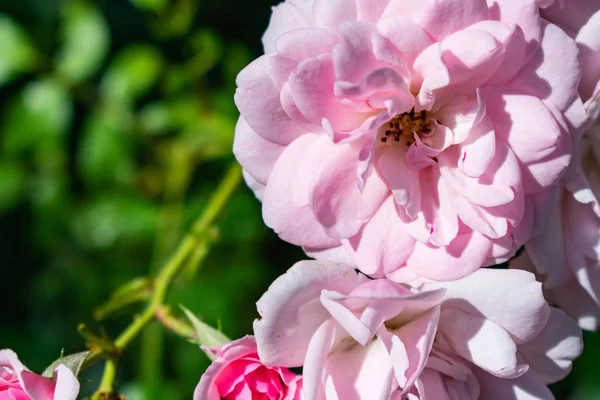 Ένα Κοντινό Πλάνο Του Ροζ Floribundas Έναν Κήπο Που Περιβάλλεται — Φωτογραφία Αρχείου