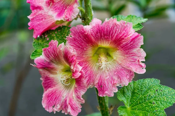 Μια Επιλεκτική Φωτογραφία Εστίασης Από Όμορφα Ροζ Λουλούδια Hollyhock Θολή — Φωτογραφία Αρχείου