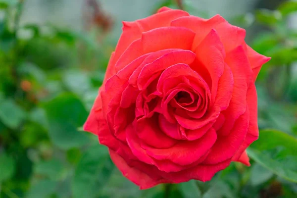 Zbliżenie Ujęcia Wspaniałej Kwitnącej Czerwonej Róży Otoczone Rozmazaną Zielenią — Zdjęcie stockowe