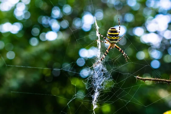 A closeup of a colorful spider on a web with greenery on the blurry background and bokeh effect