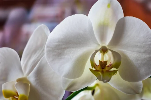 Closeup Moth Orchids Garden Surrounded Flowers Blurry Background — Stock Photo, Image