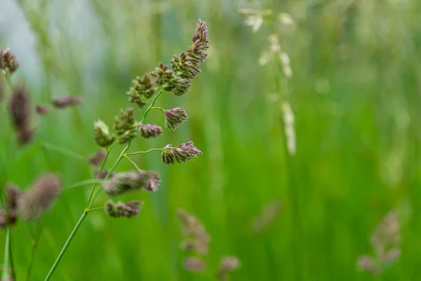 Selective Focus Shot Branch Sweet Grass Growing Field Blurred Green — Stock Photo, Image