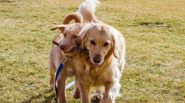 Focus Selettivo Due Simpatici Cani Con Bastone Bocca Sull Erba — Foto Stock