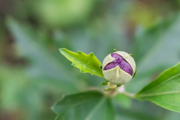 Closeup Bud Field Surrounded Greenery Blurry Background — 스톡 사진