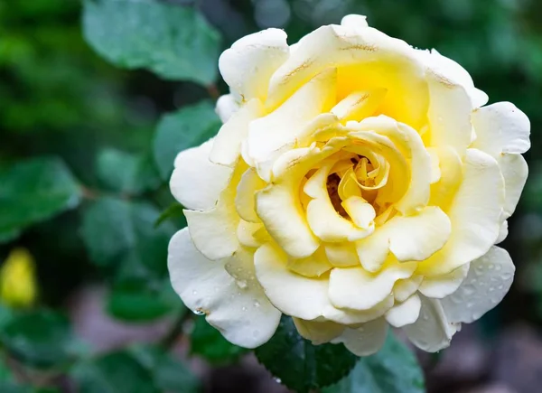 Enfoque Selectivo Una Hermosa Rosa Amarilla Florecida Sus Hojas Verdes — Foto de Stock