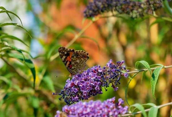Zbliżenie Ujęcia Pięknego Motyla Siedzącego Liliowym Kwiatku Rozmytym Tłem — Zdjęcie stockowe