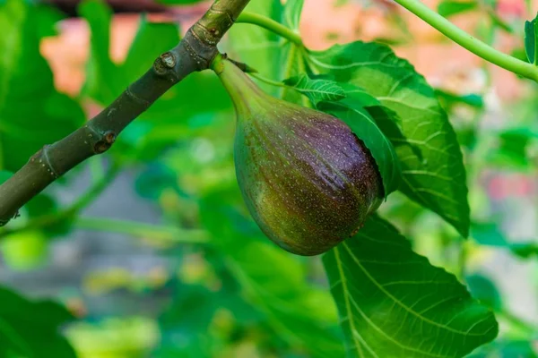 stock image A closeup shot of a fig growing on the tree with blurred background