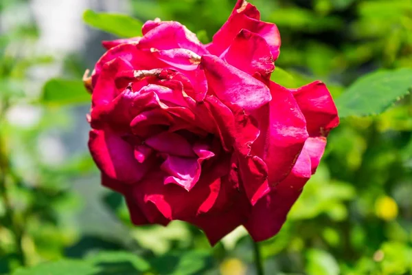 Selective Focus Shot Beautiful Bloomed Red Rose Surrounded Blurred Greenery — Stock Photo, Image