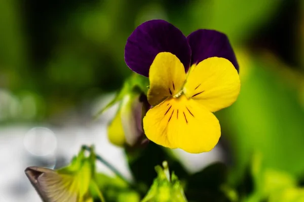 Closeup Pansy Garden Surrounded Greenery Sunlight Blurry Background — Stock Photo, Image