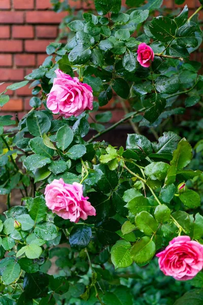 Eine Vertikale Nahaufnahme Von Rosa Gartenrosen Die Strauch Vor Einer — Stockfoto