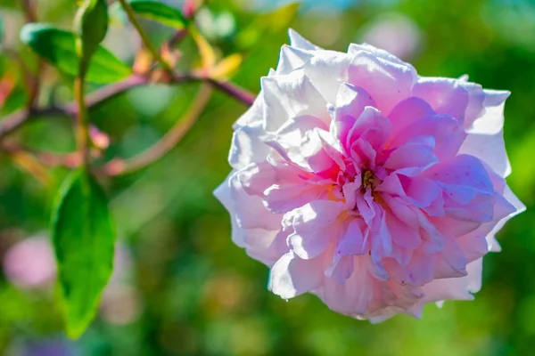 Różowy Ogród Róża Polu Otoczonym Zielenią Pod Sunlight Rozmytym Tłem — Zdjęcie stockowe