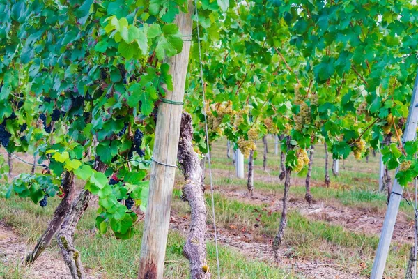 Een Wijngaard Van Witte Druiven Onder Het Zonlicht Overdag Met — Stockfoto