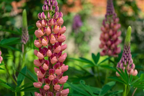 Yeşilliklerle Çevrili Güzel Pembe Bir Süpürge Çiçeğinin Seçici Odak Noktası — Stok fotoğraf