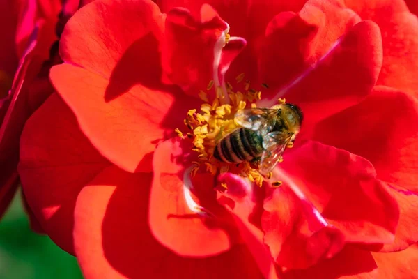 Primer Plano Una Abeja Recolectando Néctar Una Flor Pétalos Rojos —  Fotos de Stock