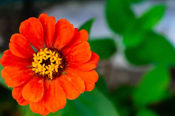 Una Zinnia Comune Rossa Giardino Immerso Nel Verde Sotto Luce — Foto Stock