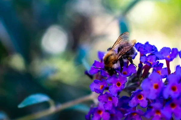 暗い背景を持つ太陽の下で庭の忘れられない私ではない茂みの蜂 — ストック写真
