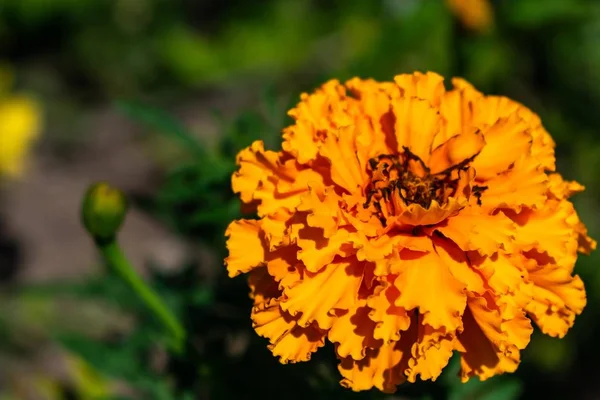 Pomarańczowy Meksykański Marigold Ogrodzie Otoczony Kwiatami Krzewami Pod Słońcem — Zdjęcie stockowe