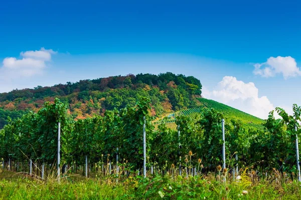 Ett Landskap Vingård Med Ett Berg Täckt Skog Blå Himmel — Stockfoto