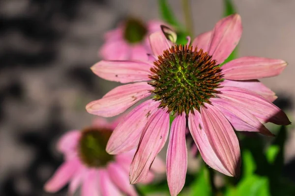 Rózsaszín Tűlevelű Kertben Zölddel Virágokkal Körülvéve Napfény Alatt — Stock Fotó