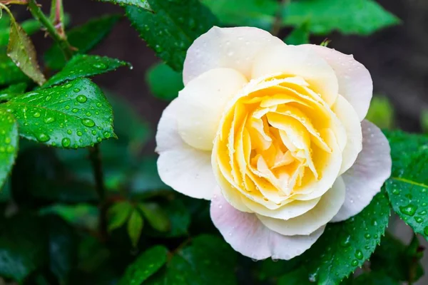 Enfoque Selectivo Bosque Blanco Medio Florecido Rosa Sus Hojas Verdes — Foto de Stock