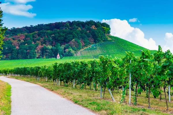 Een Weg Omringd Door Wijngaarden Met Een Berg Bedekt Met — Stockfoto